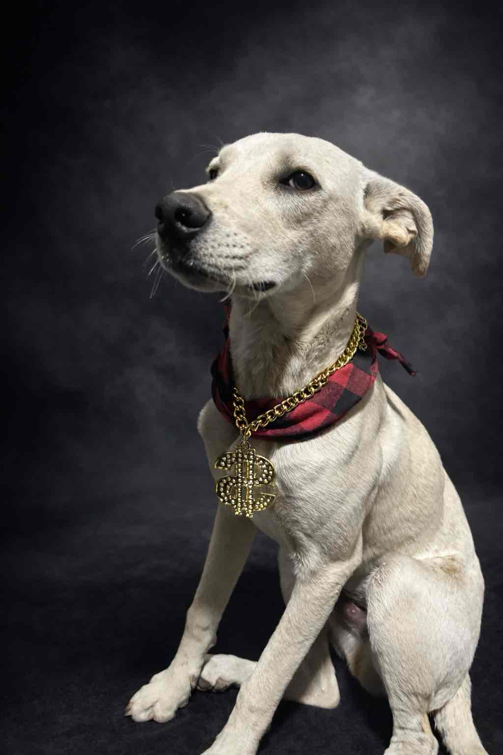 Stylish Labrador Sitting free 3D printable STL