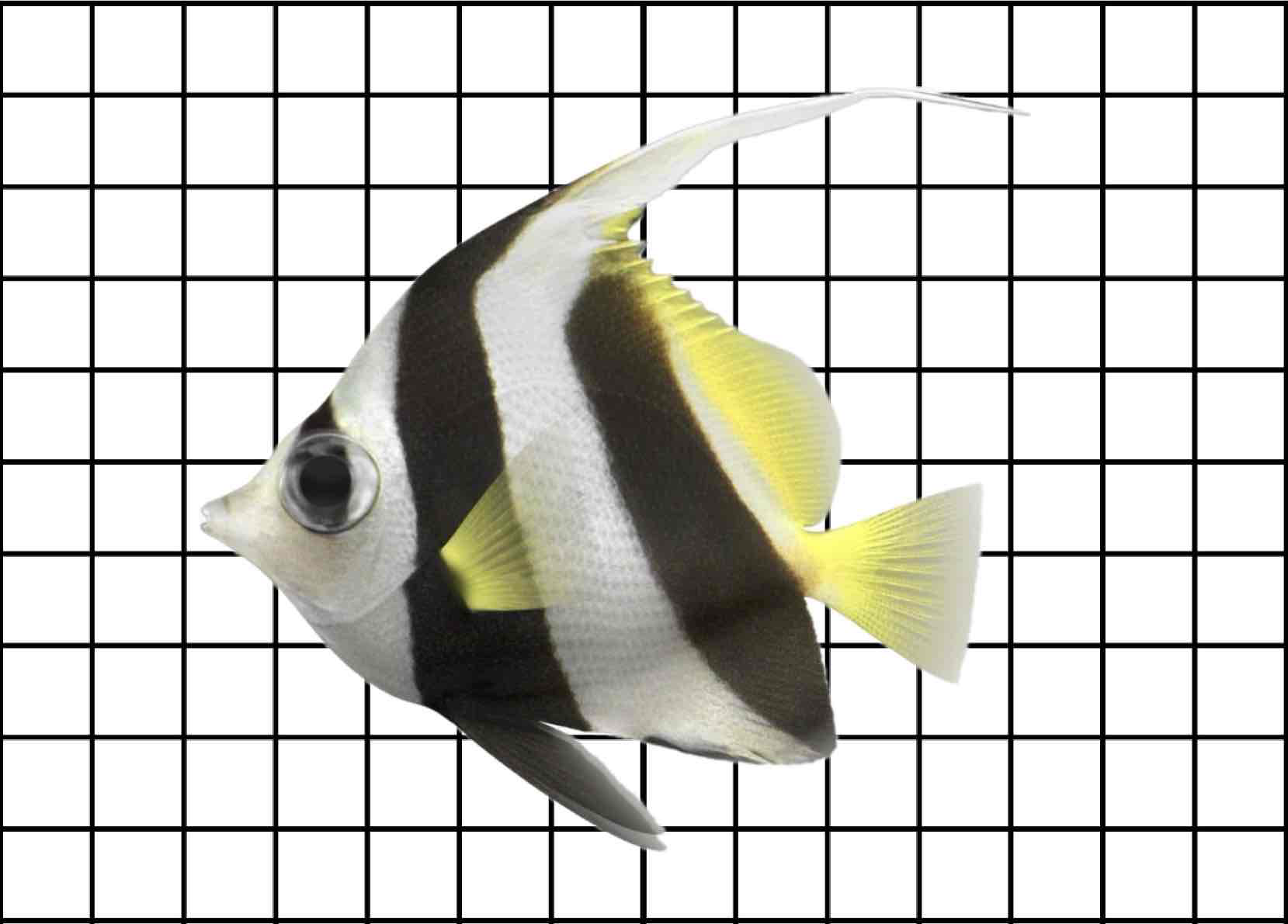 Coral Fish Swimming free 3D printable STL