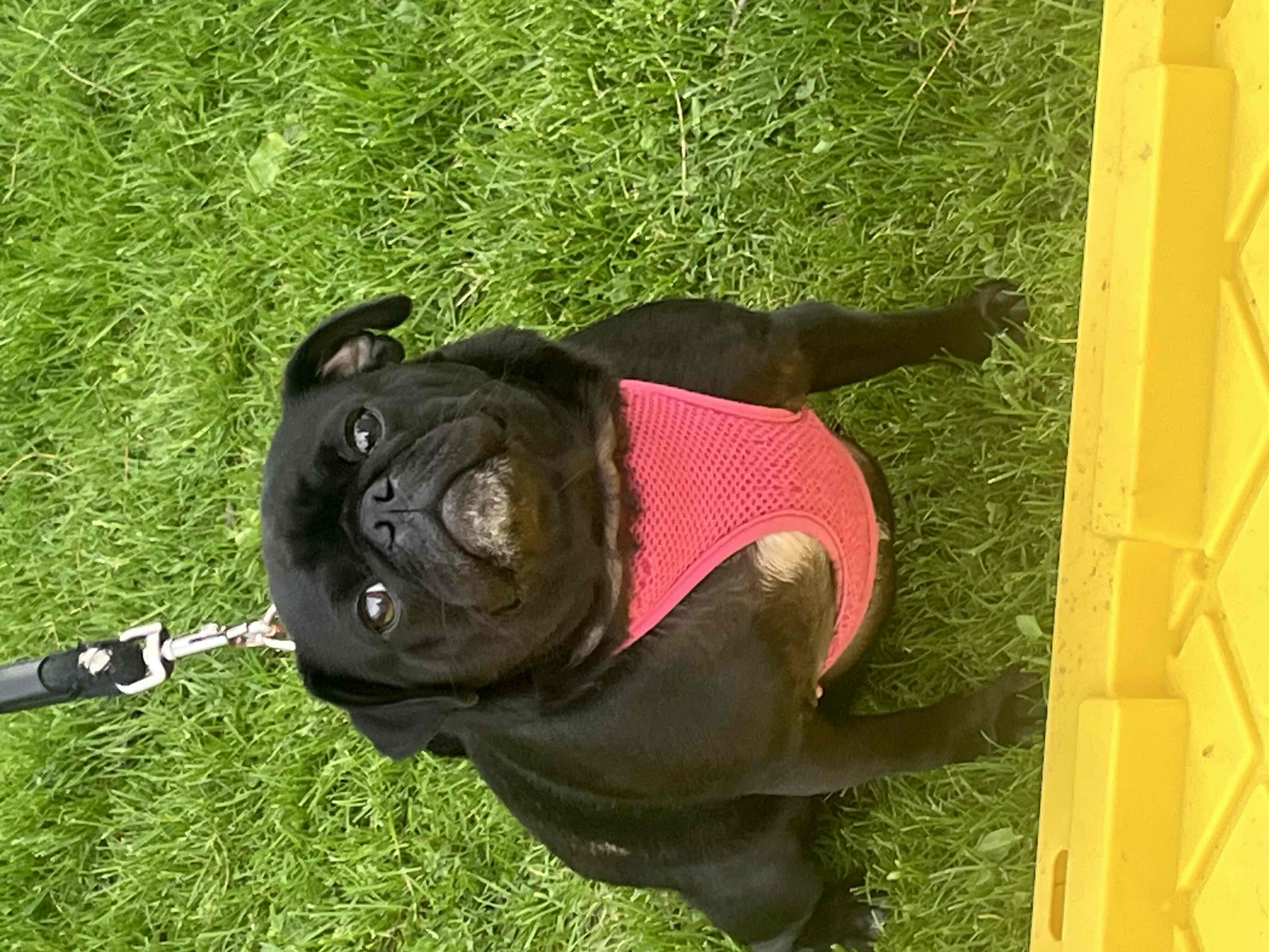 Black Pug Sitting free 3D printable STL