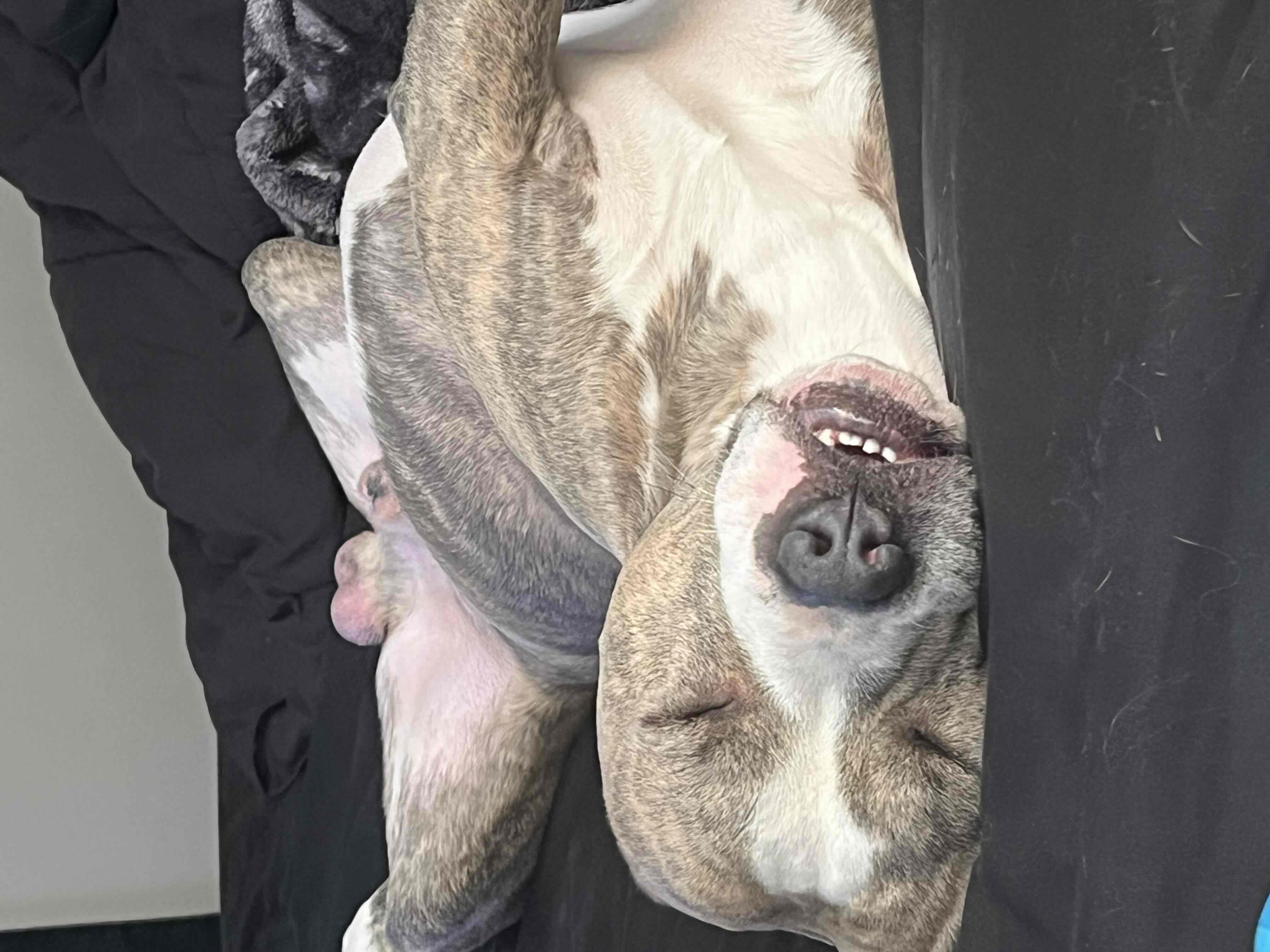 Sleeping Pit Bull free 3D printable STL