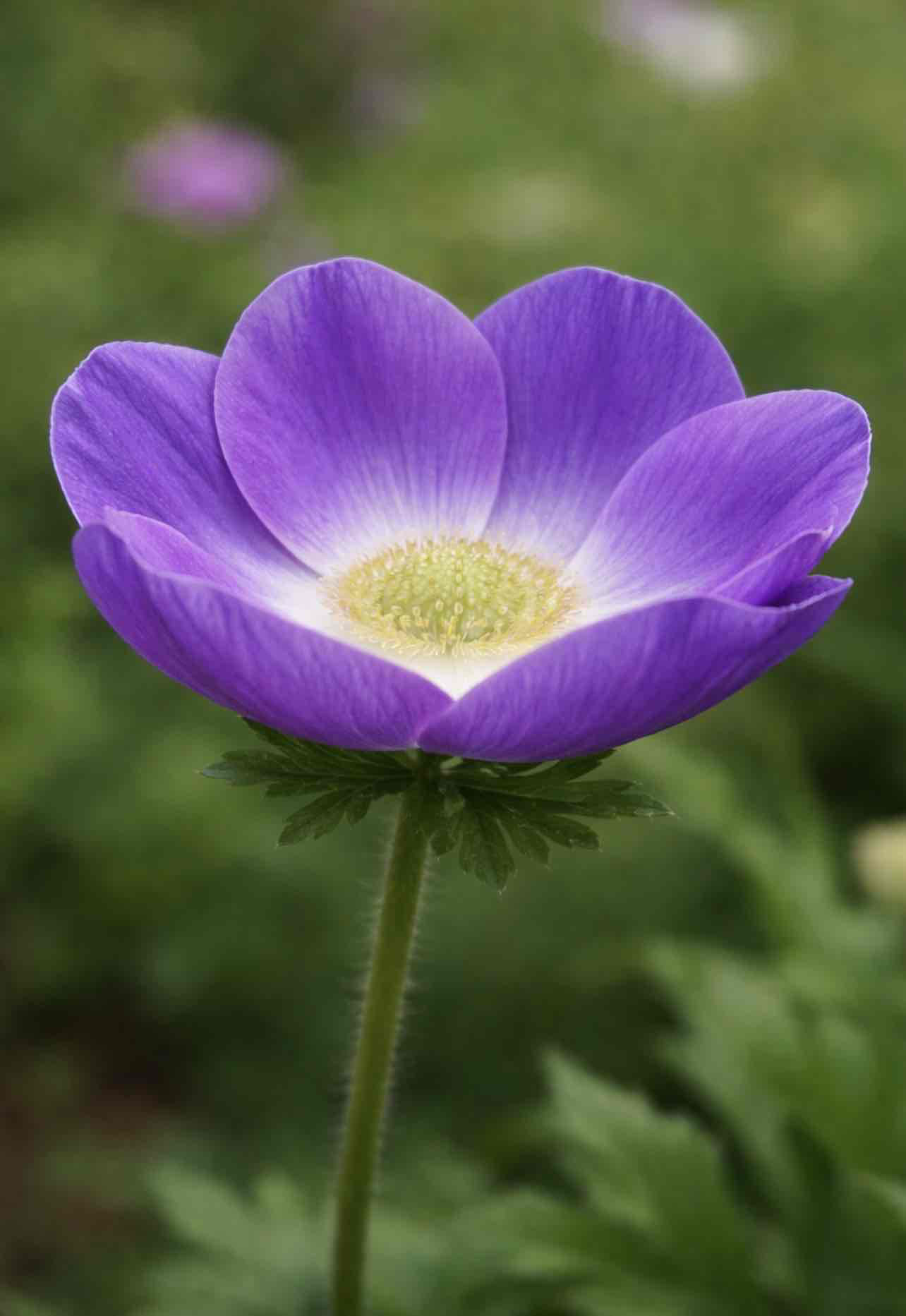 Purple Anemone Flower free 3D printable STL
