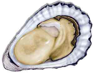 Open Oyster free 3D printable STL