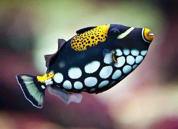 Clown Triggerfish Swimming free 3D printable STL