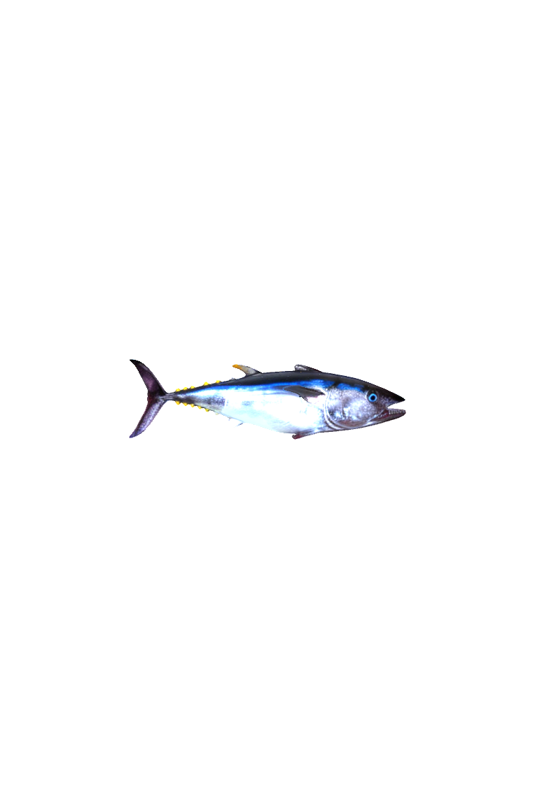 Bluefin Tuna Fish free 3D printable STL