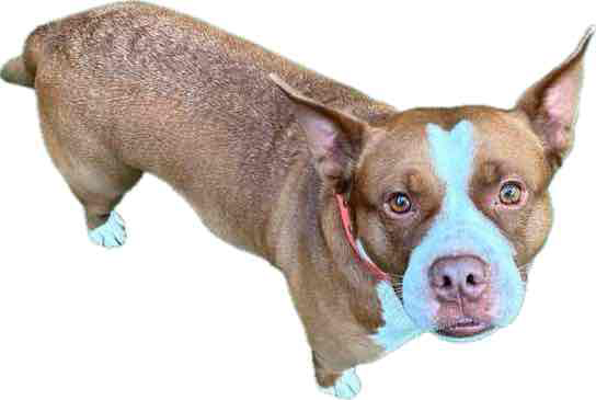 Brown Pit Bull Mix free 3D printable STL