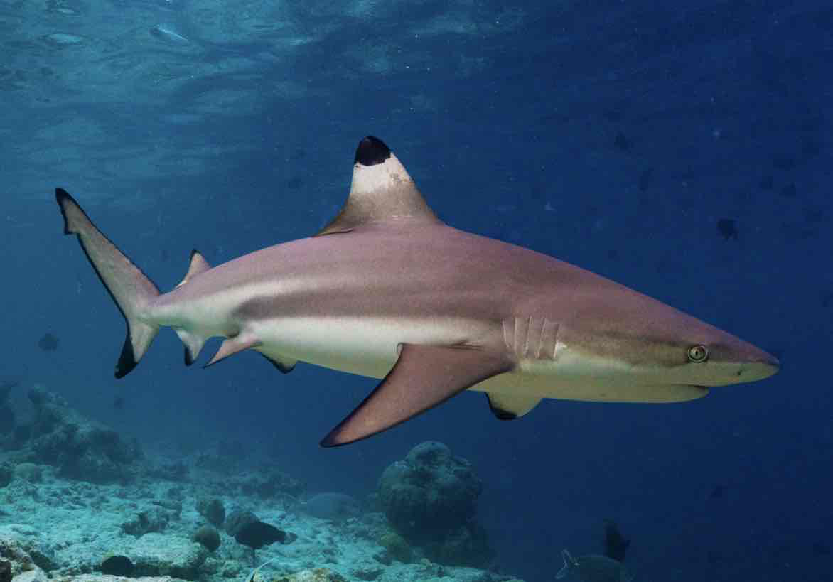 Reef Shark Swimming free 3D printable STL