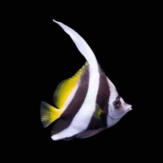 Moorish Idol Fish free 3D printable STL