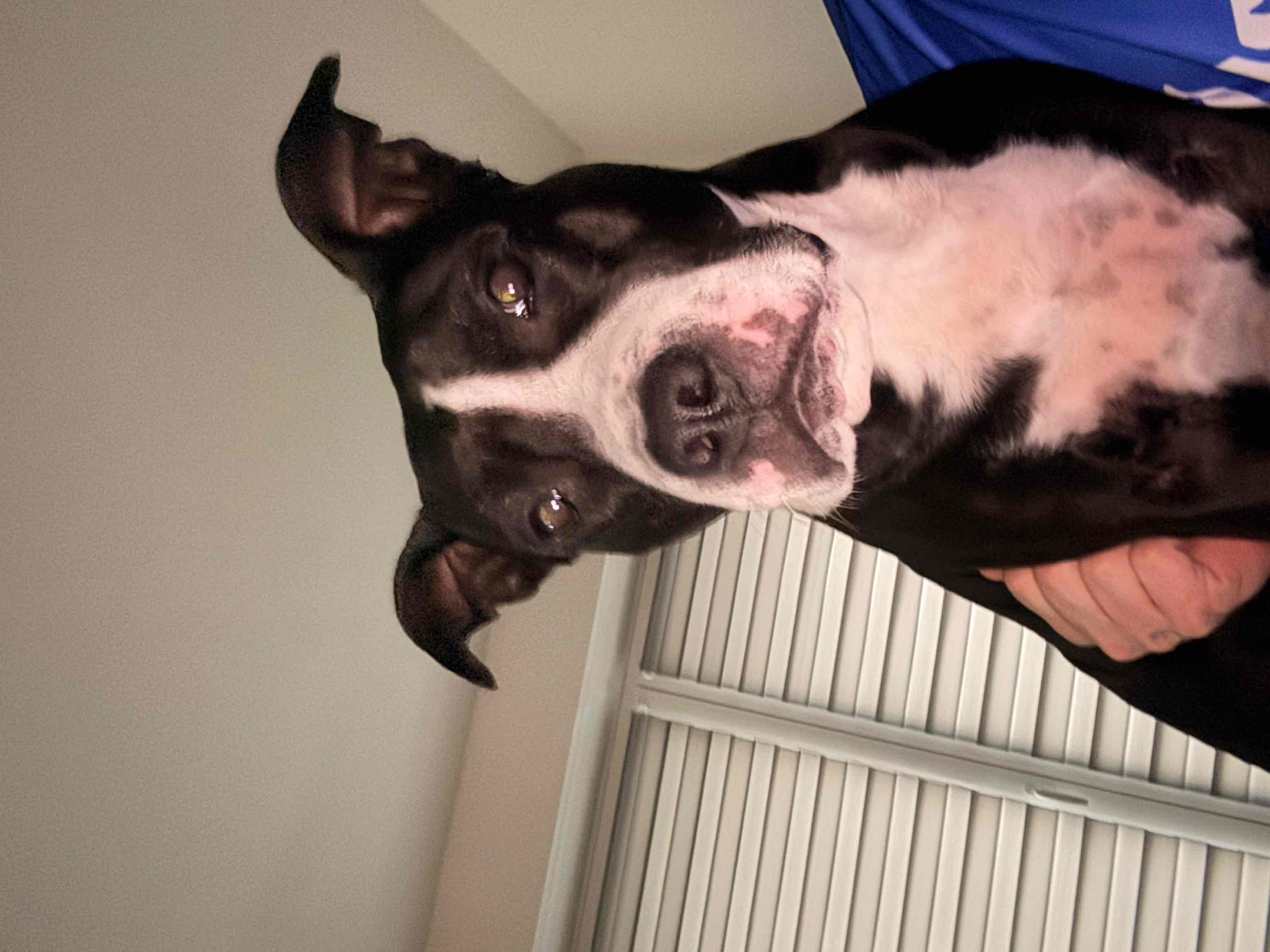 Black and White Pit Bull free 3D printable STL