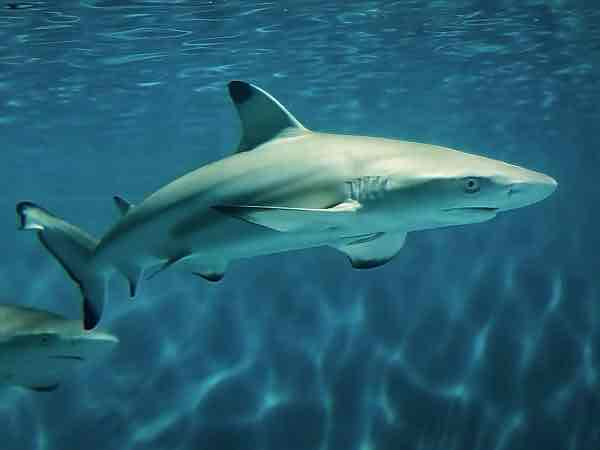 Great White Shark Swimming free 3D printable STL