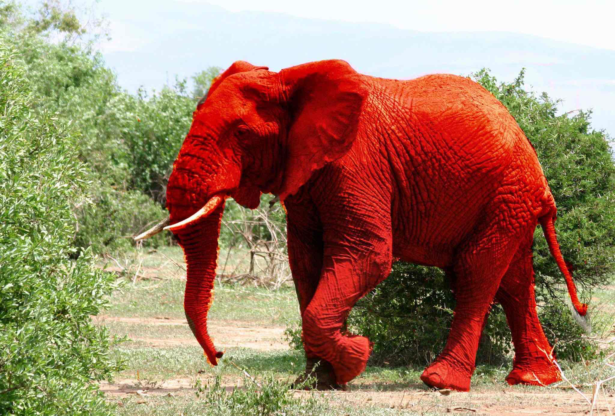 Red Elephant Walking free 3D printable STL