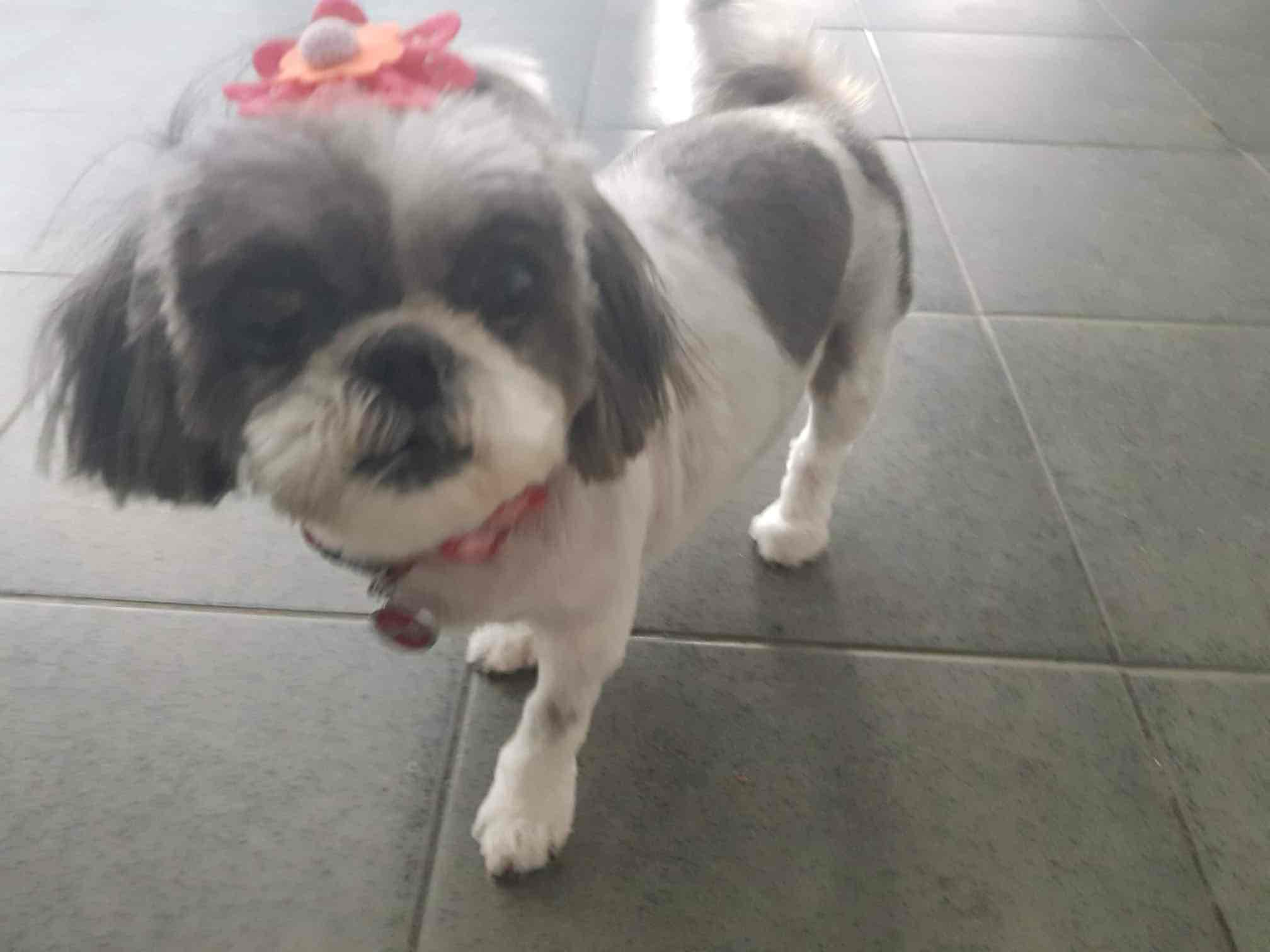 Shih Tzu Dog Standing free 3D printable STL