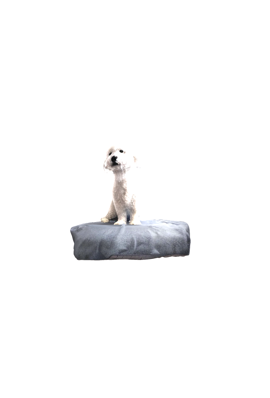 Bichon Frise Sitting free 3D printable STL