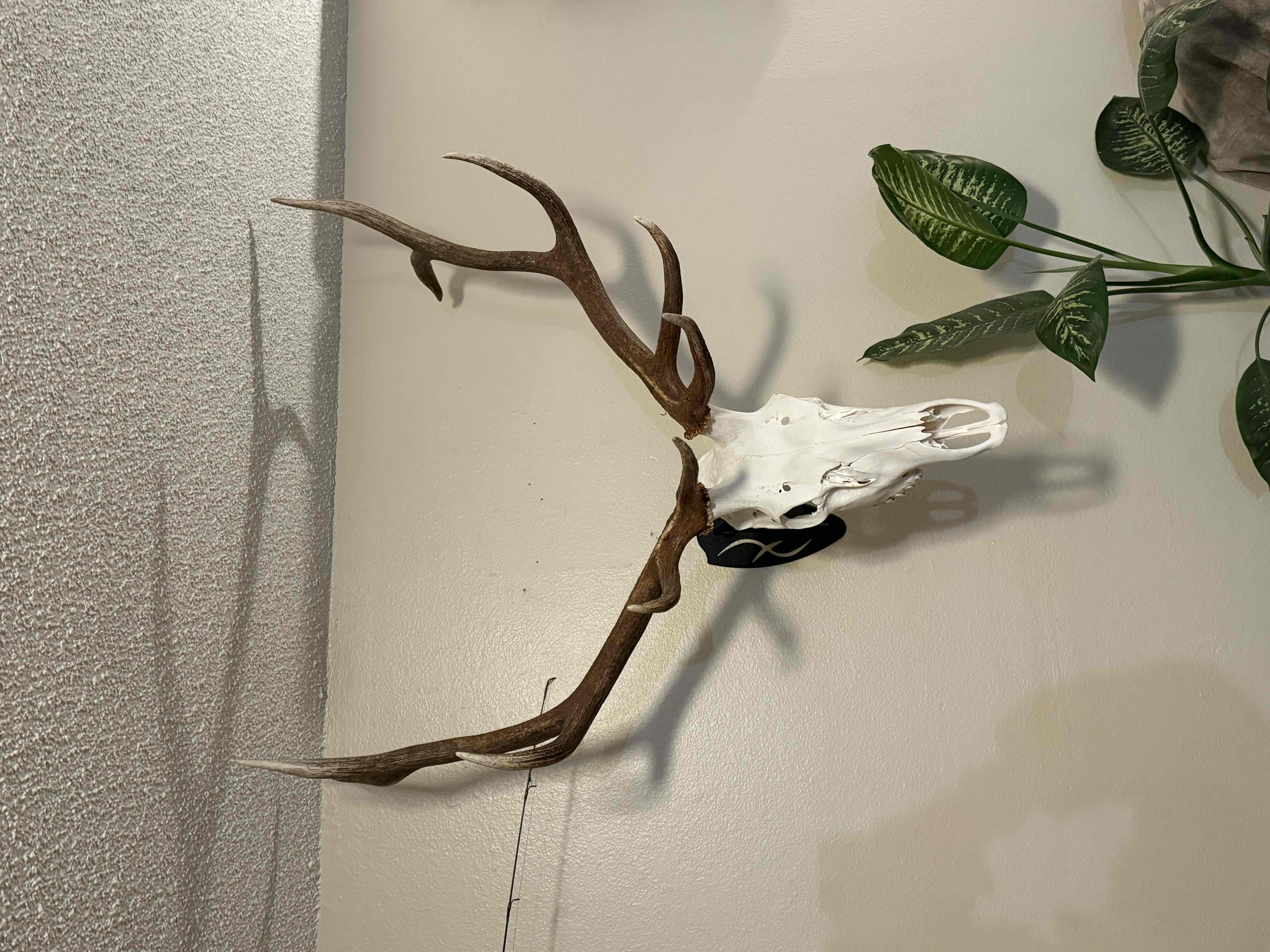 Deer Skull Mount free 3D printable STL