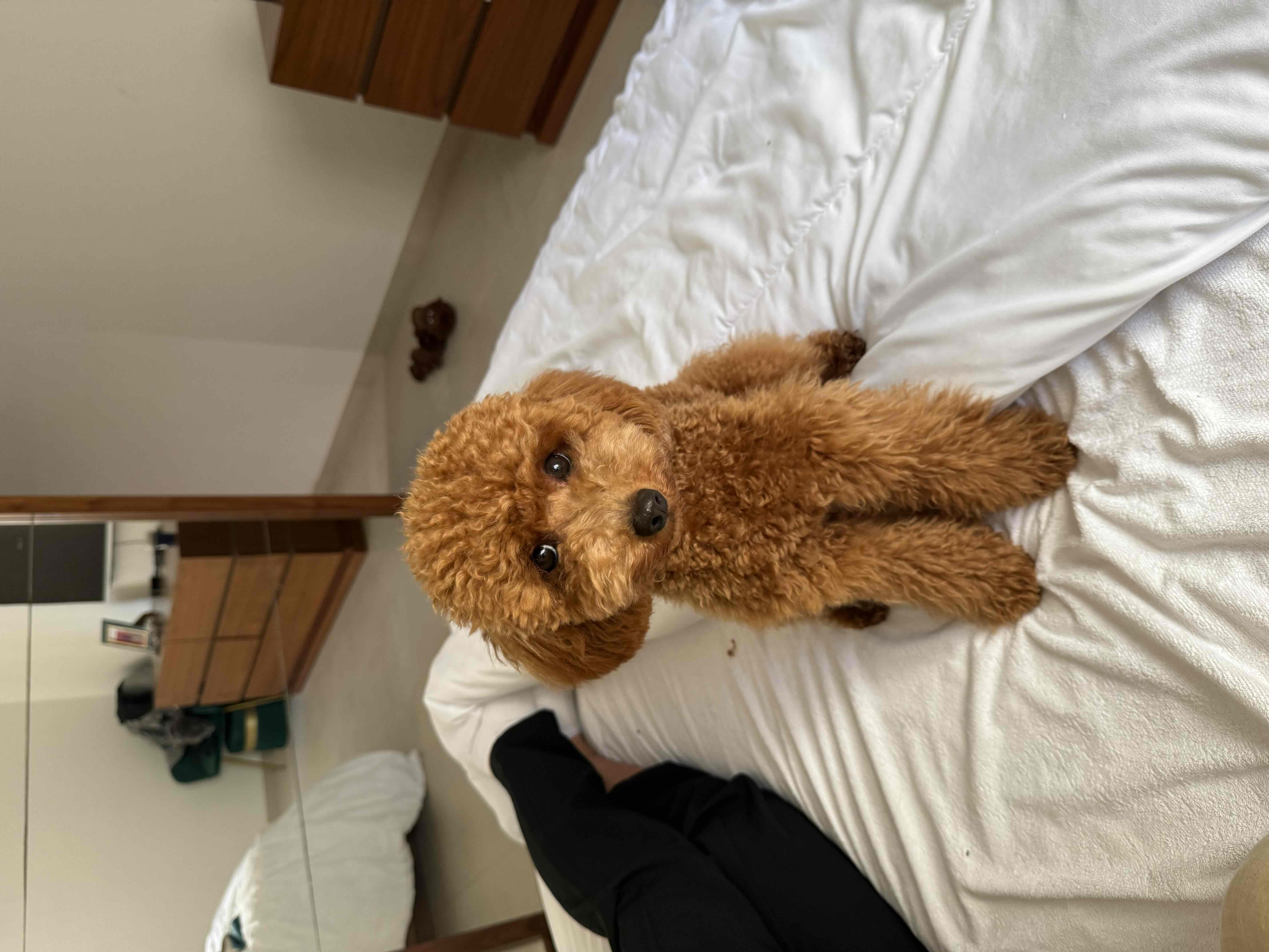 Toy Poodle Sitting free 3D printable STL