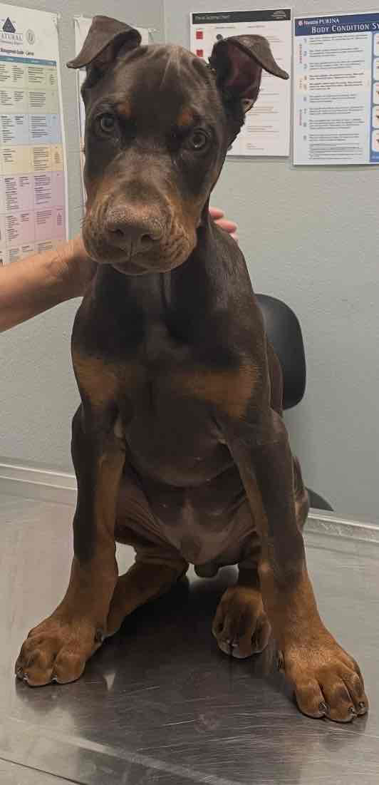 Doberman Puppy Sitting free 3D printable STL