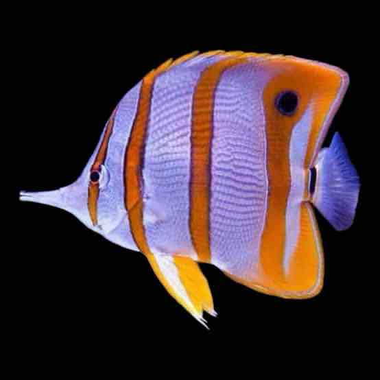 Copperband Butterflyfish free 3D printable STL
