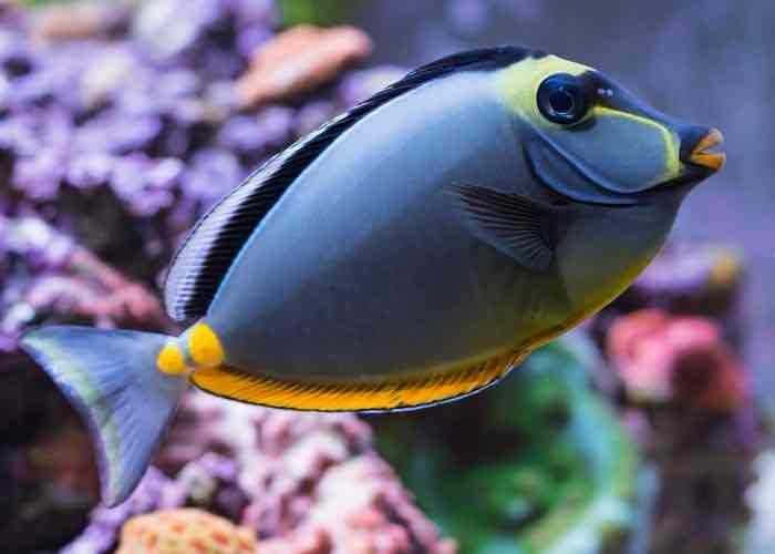 Yellow Tang Fish free 3D printable STL