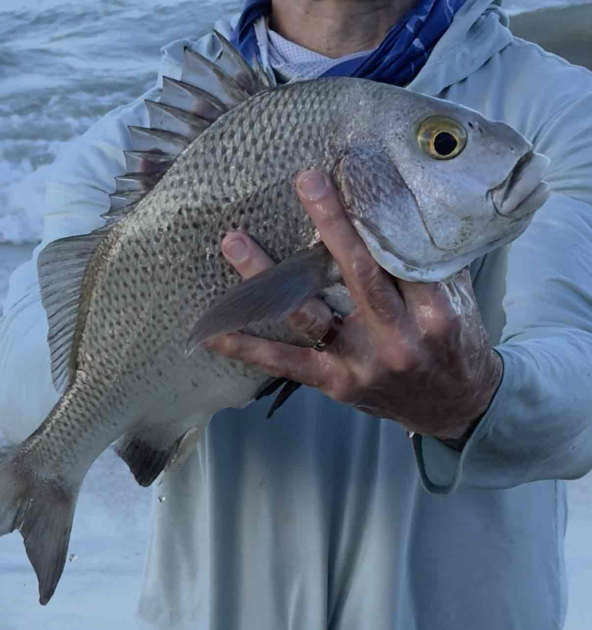 Silver Snapper Fish free 3D printable STL
