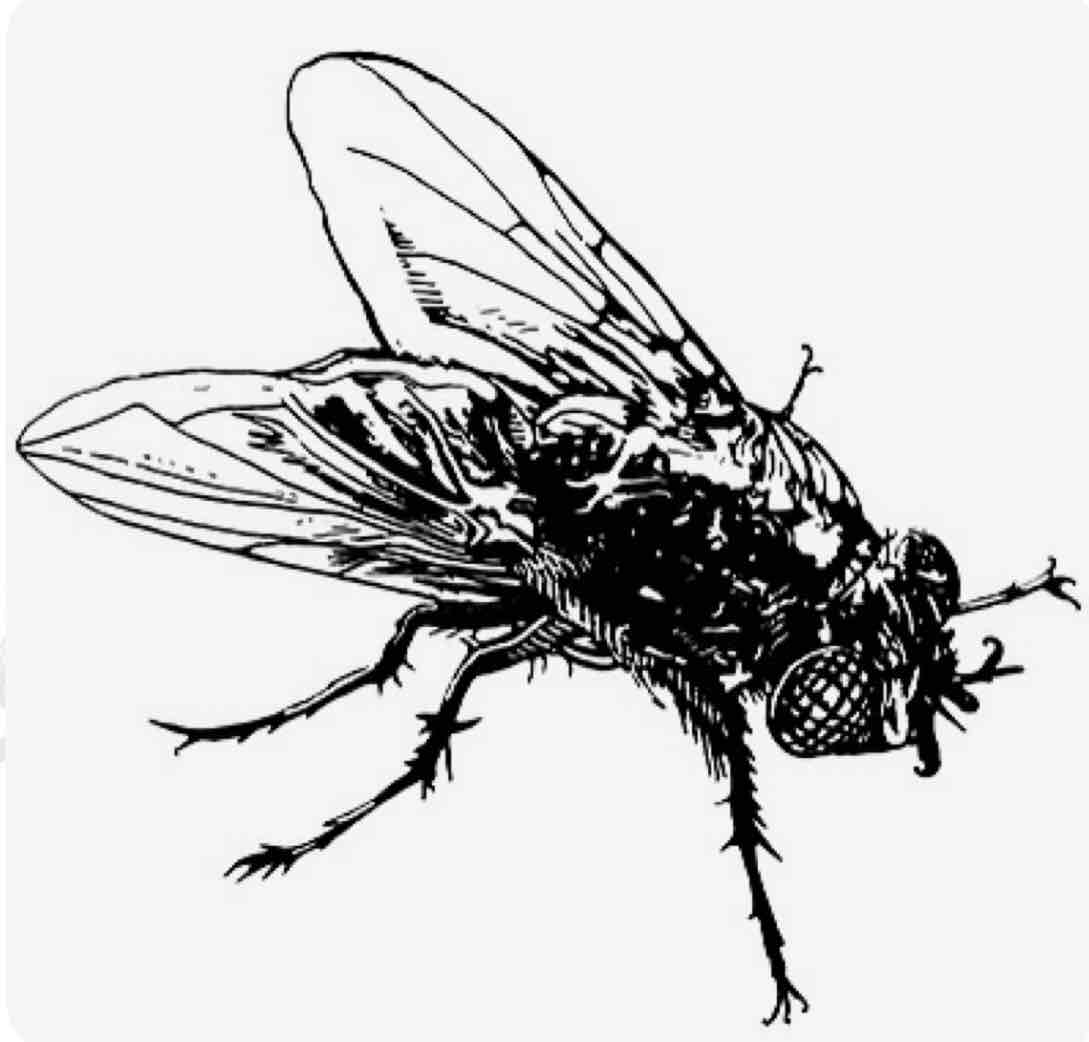 Housefly Illustration free 3D printable STL