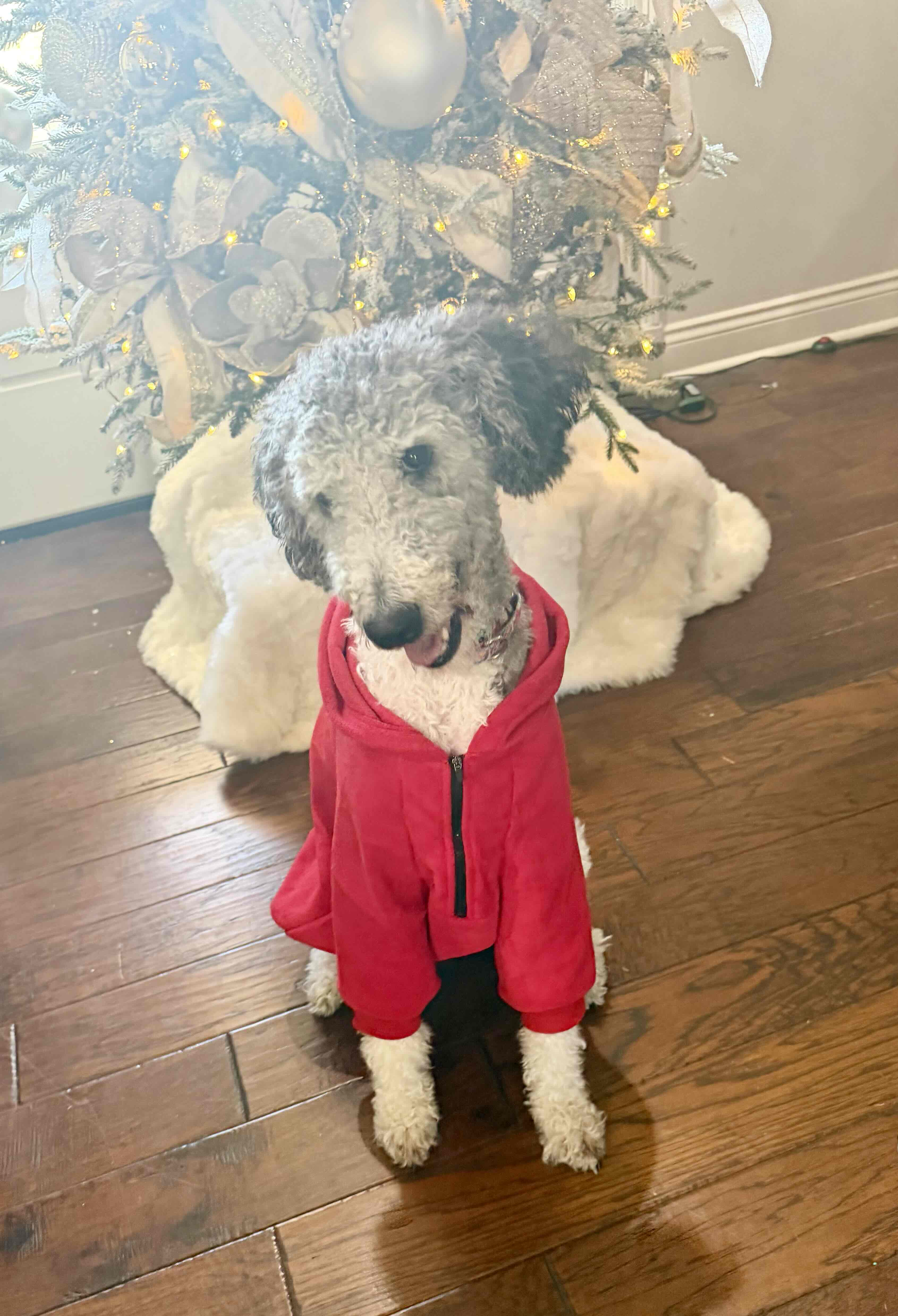 Poodle in Red Hoodie free 3D printable STL