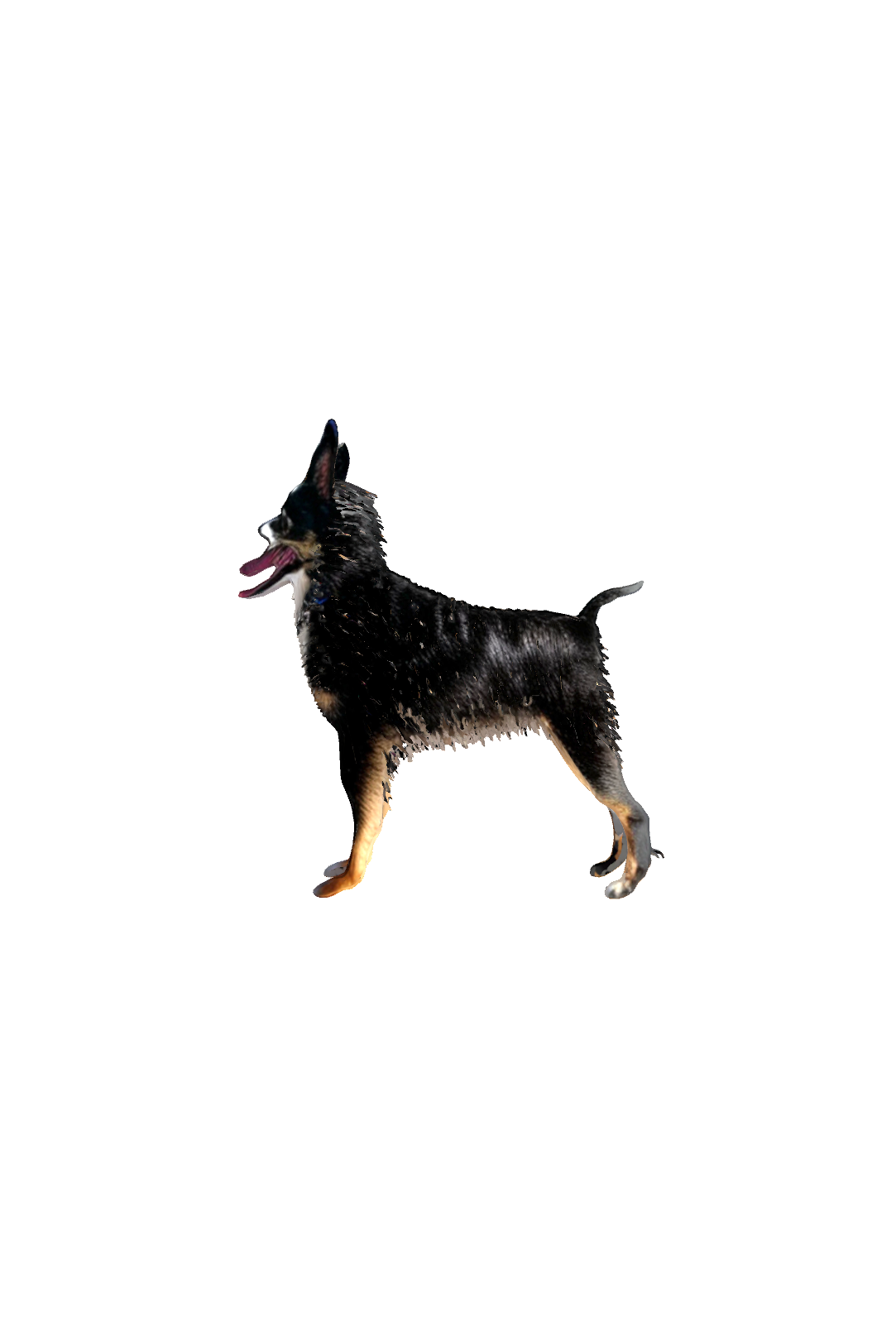 Australian Shepherd Puppy Standing free 3D printable STL