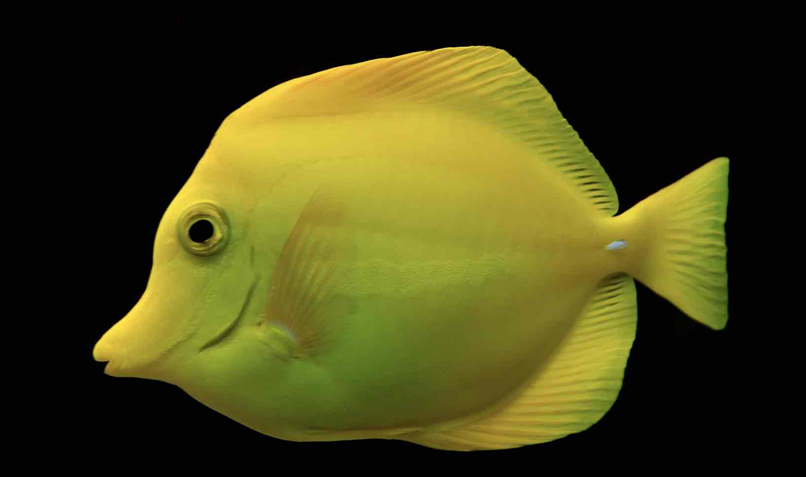 Yellow Tang Fish free 3D printable STL