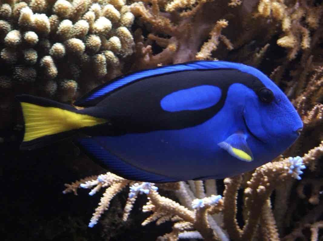 Palette Surgeonfish Swimming free 3D printable STL