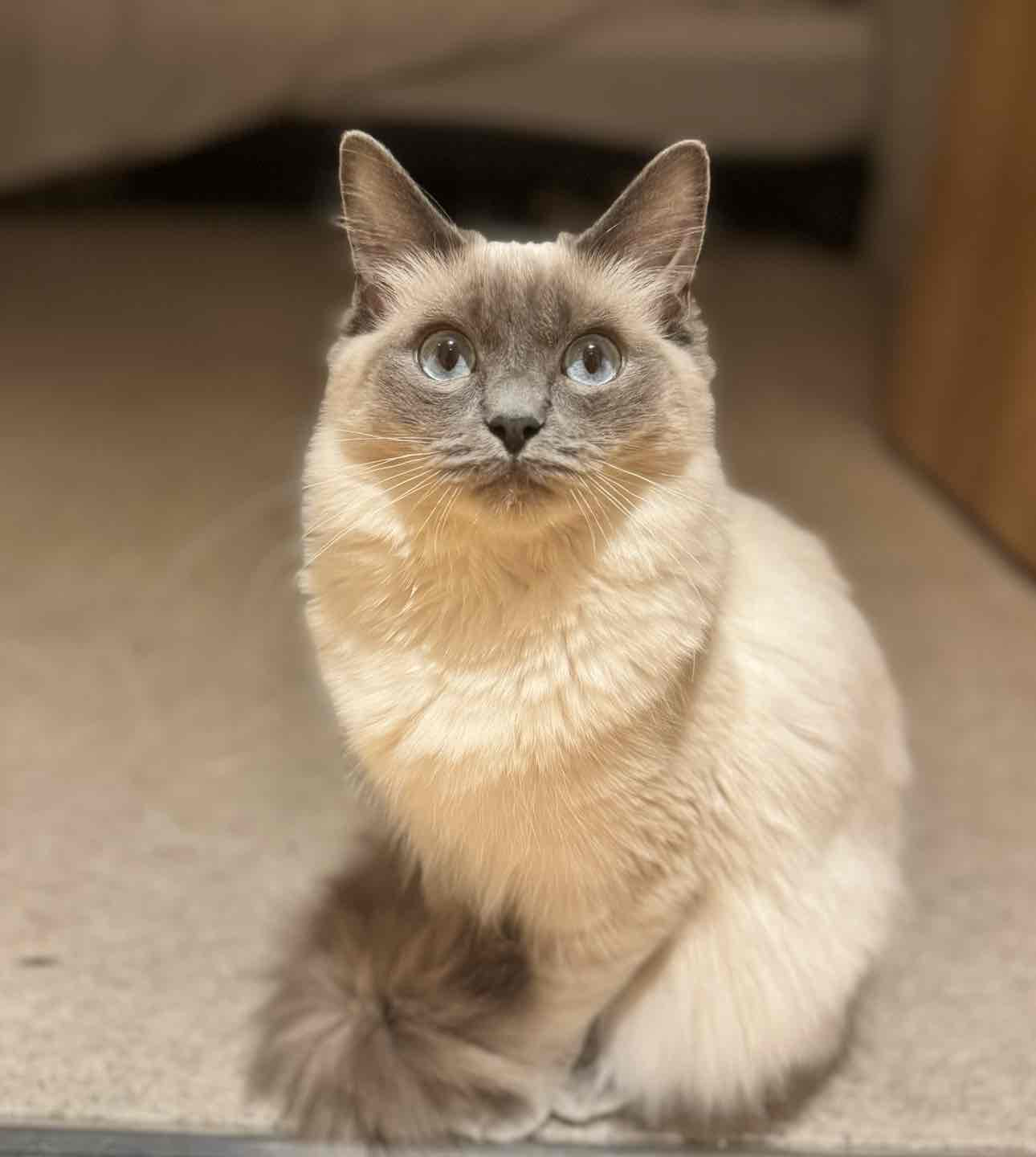Siamese Cat free 3D printable STL