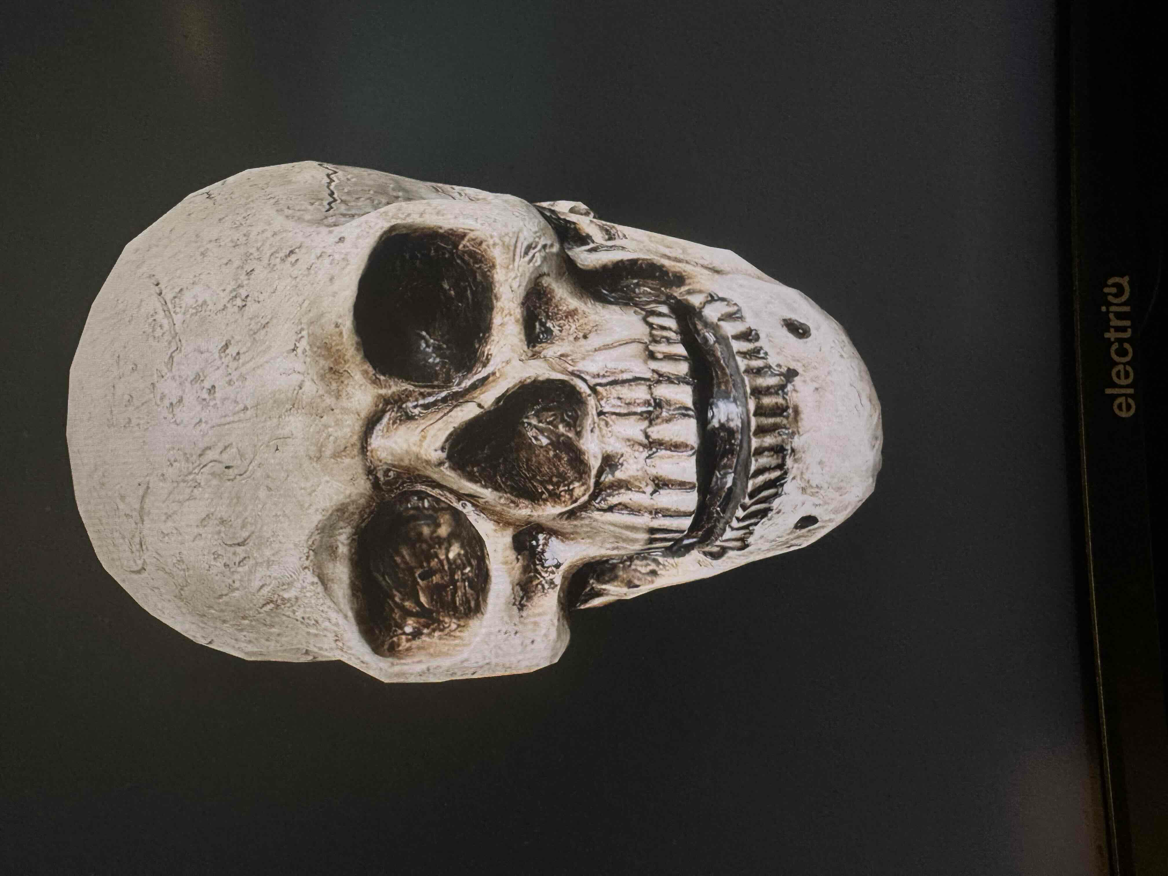 Skull Model free 3D printable STL