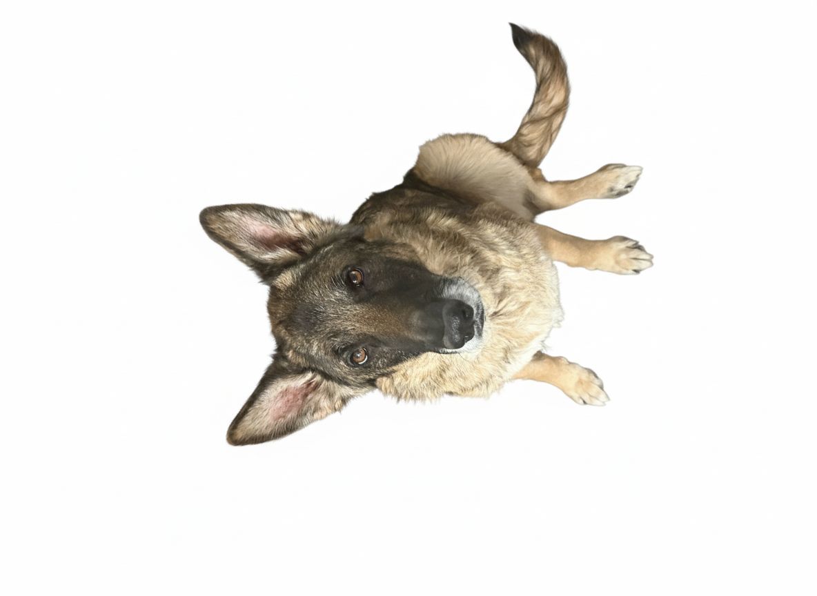 Loyal German Shepherd free 3D printable STL